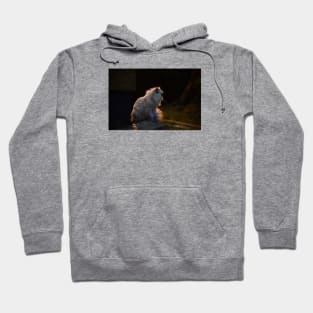 Persian cat / Swiss Artwork Photography Hoodie